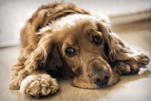 köpek yetiştiricisi