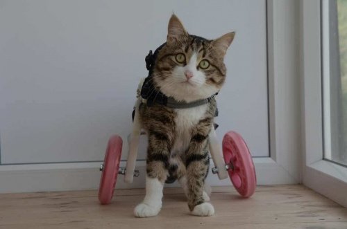 Rexie, Tekerlekli Sandalye Kullanan Kedi