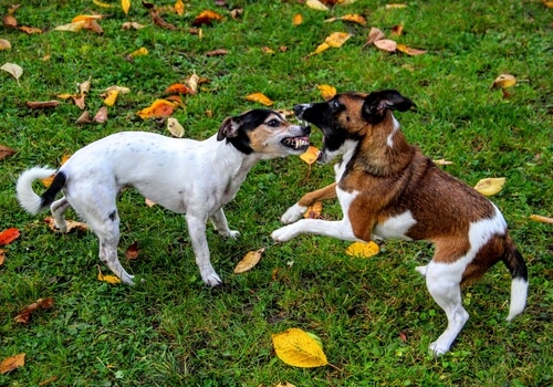 Kavga Eden Köpekleri Nasıl Durdurursunuz