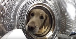 Arkadaşını Çamaşır Makinesinden Kurtaran Köpek