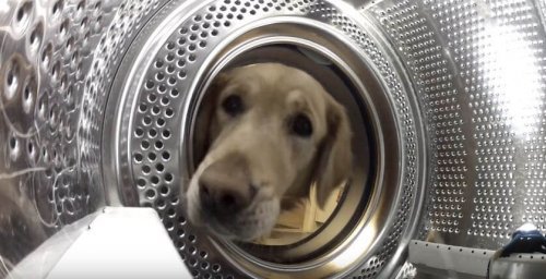 Arkadaşını Çamaşır Makinesinden Kurtaran Köpek