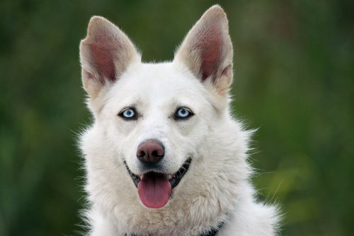 dili dışarıda mavi gözlü köpek