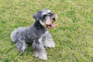 İkinci Grup Köpekler: FCI'ye Göre Köpek Irklarının Sınıflandırılması