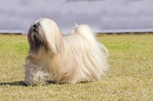 Dokuzuncu Grup Köpekler: FCI'ye Göre Köpek Irklarının Sınıflandırılması