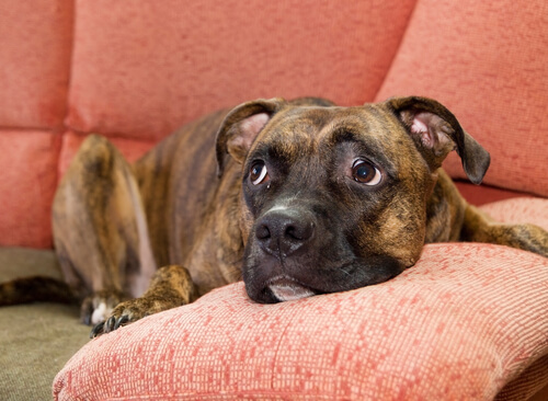 Gürültüden Korkan Bir Köpeği Nasıl Sakinleştirebilirsiniz?