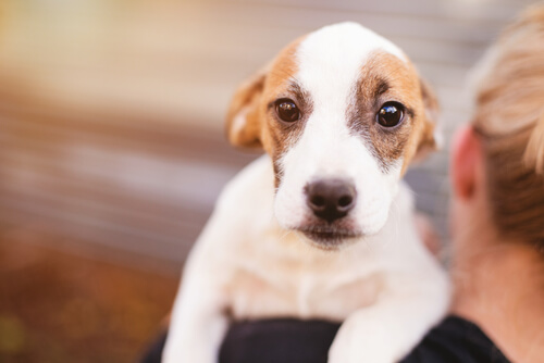 köpeğinizin kusması