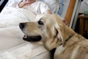 Köpekler ve Diyabet Hastaları