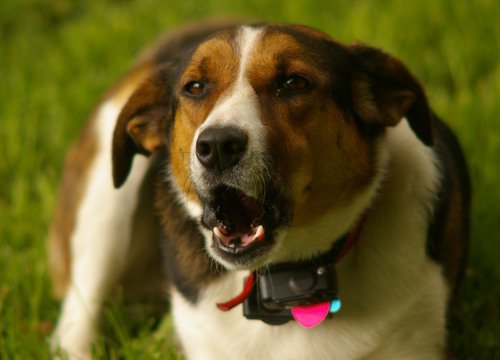 havlama engelleyici kolyesi olan köpek