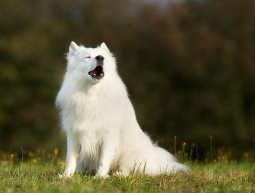 havlayan beyaz köpek