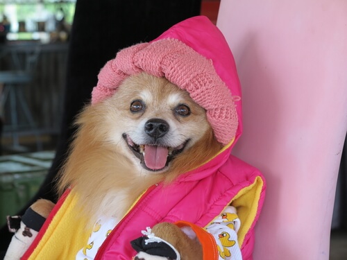 köpeklerin nefret ettiği şeyler