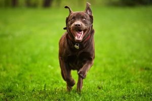 Hiperaktif Bir Köpeği Kontrol Altına Almanın Beş Yolu