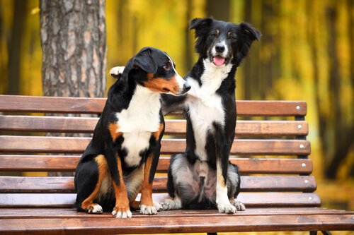 İki Köpeğin Birbiriyle Anlaşmasını Nasıl Sağlarız?