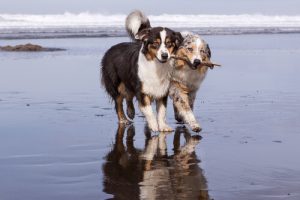 İki Köpek Sahiplenmek: Bir Köpekten Daha Mı İyi?