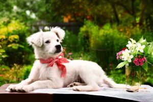 Köpeklerin Nefret Ettiği Kaçınmanız Gereken Şeyler