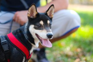 Köpeğim Çocuğum Değil Ama Onun Ebeveyniyim