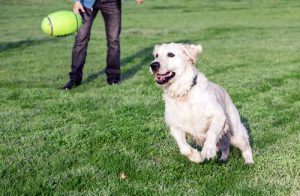 İnsanın En İyi Dostu Neden Köpektir