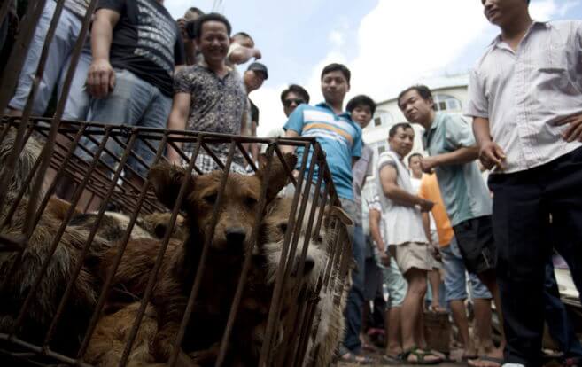 köpek eti festivali