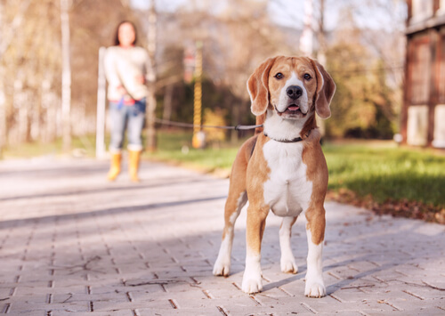 beagle cinsi köpek