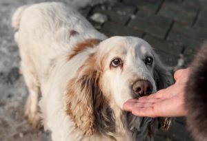 Köpeklerin Tespit Edebildiği Kanser Türleri