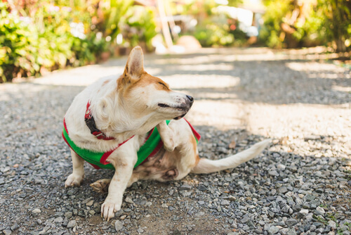 sokakta kaşınan köpek