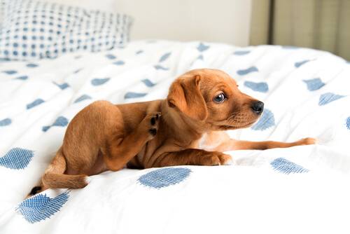 yatakta kendini kaşıyan yavru köpek