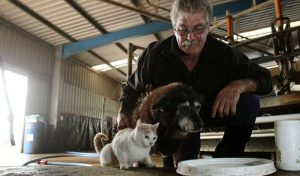 yaşlı köpek ve kedi
