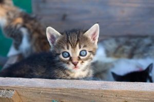 Bir Kedi Sahiplenmeniz Gerektiğine Dair Dokuz Sebep