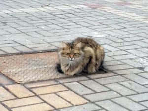 Terk Edilen Kedi Bir Sene Sahibini Bekledi