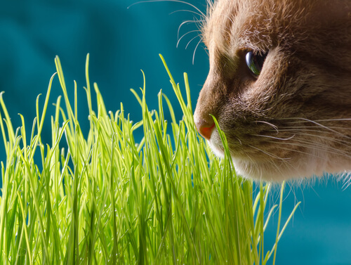 çimenleri koklayan kedi