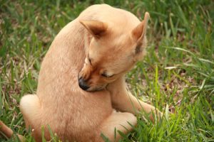 sırtını kaşıyan köpek