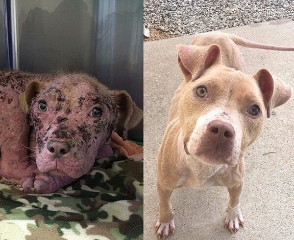 hasta köpek önce sonra