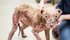 İstenmeyen Köpek Kooki’nin Mutlu Sonu