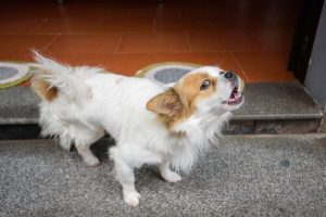 Köpeğinize Konuşmayı Öğretmek Çok Kolay!