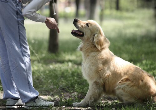 golden retriever köpeğini eğiten insan