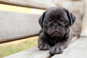 Köpeğinizin Ne Düşündüğünü Anlamak