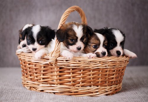 sepet içinde yavru köpekler