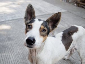 Köpek Sahiplenmeyi Teşvik Eden Heyecan Verici Bir Kampanya