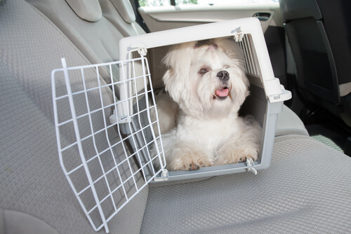 arabada kafes içinde köpek