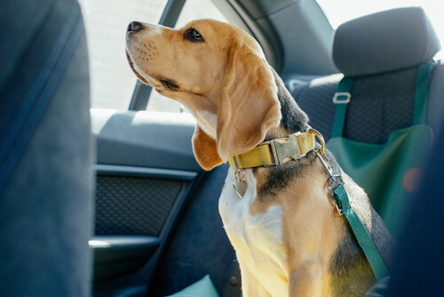 emniyet kemeri takılmış arabada duran bir köpek
