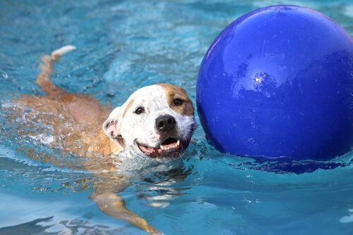 havuz topu ve köpek