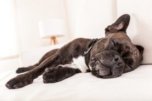 Köpeklerin Kusmalarının 9 Nedeni