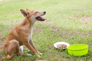 Köpeğinizin Kusması Durumunda Yapılması Gerekenler