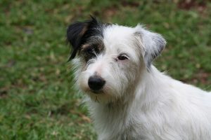 Köpeğinizin Verdiği En Yaygın Beş Sakinleştirici Sinyal