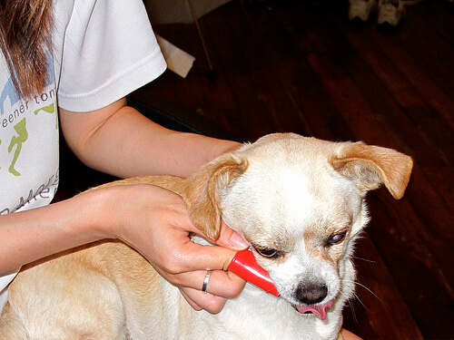 Köpeğinizin Dişlerinden Tartar Temizleme Yöntemleri