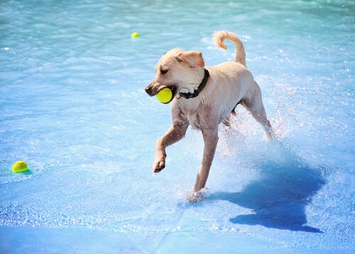 Köpeklere Özel Yüzme Havuzu İlk Kez Madrid'de Açılıyor