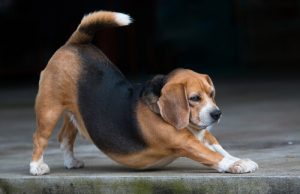 Köpeklerin Tanımanız Gereken 5 İmdat Çağrısı