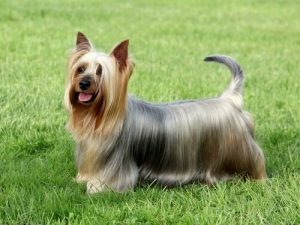 Güçlü Karaktere Sahip Küçük Köpekler
