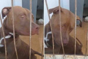 Sahibinin Arabada Bıraktığı Köpek