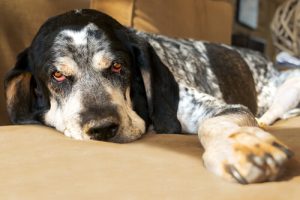 Köpeğinizin Ateşi mi Var?