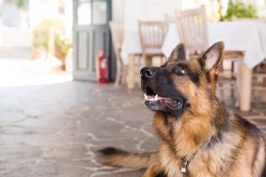 Muhteşem Bir Belgesel: “Köpekçe, Pek İnsanca”